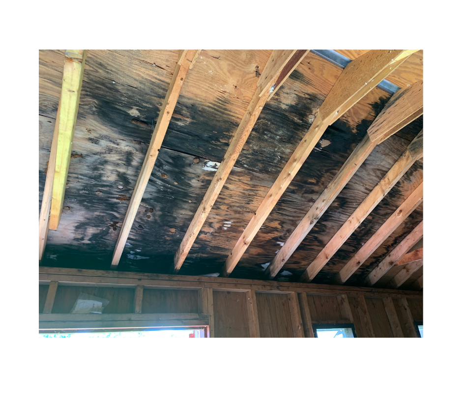 Mold Remediation